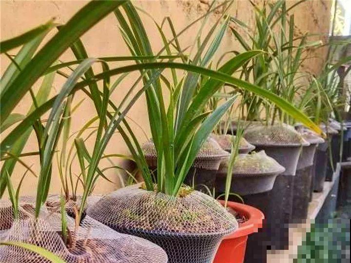 这花公认难养，冬天放外面冻20天，立马开花！