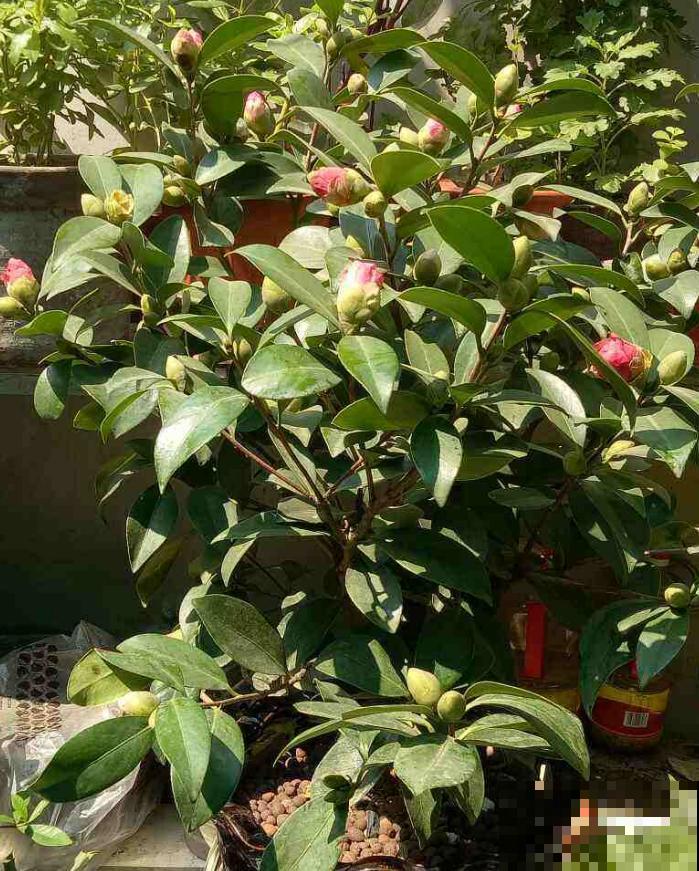 茶花叶子掉不停？4个原因，看看你中了哪一条！
