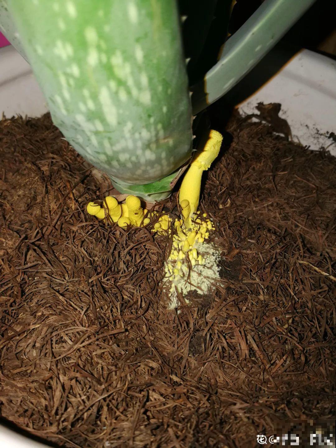 盆里有这3个东西，赶紧换盆换土，不然花越长越差！