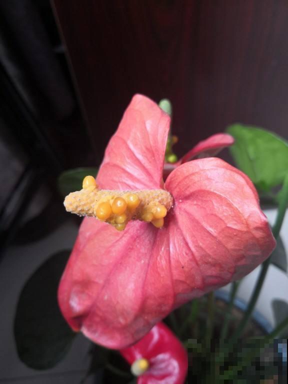 秋天红掌很难复花？多晒太阳少浇水，再次开花很简单！