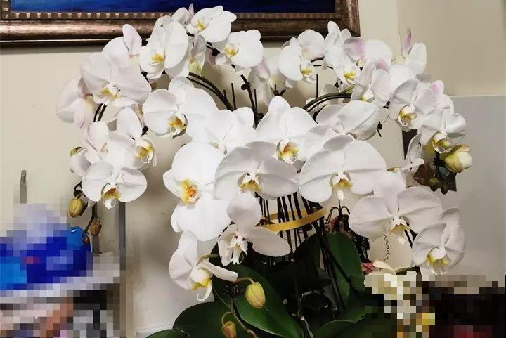 40种常见花，冬天就这么养，叶子绿油油照开不误！