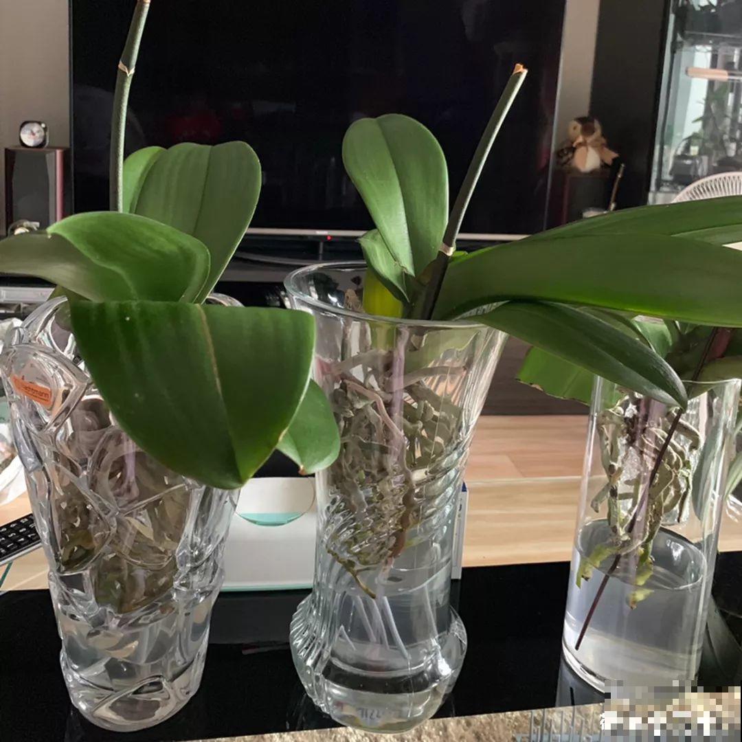 4种花不能用土养，一浇水就烂根，后悔都来不及！