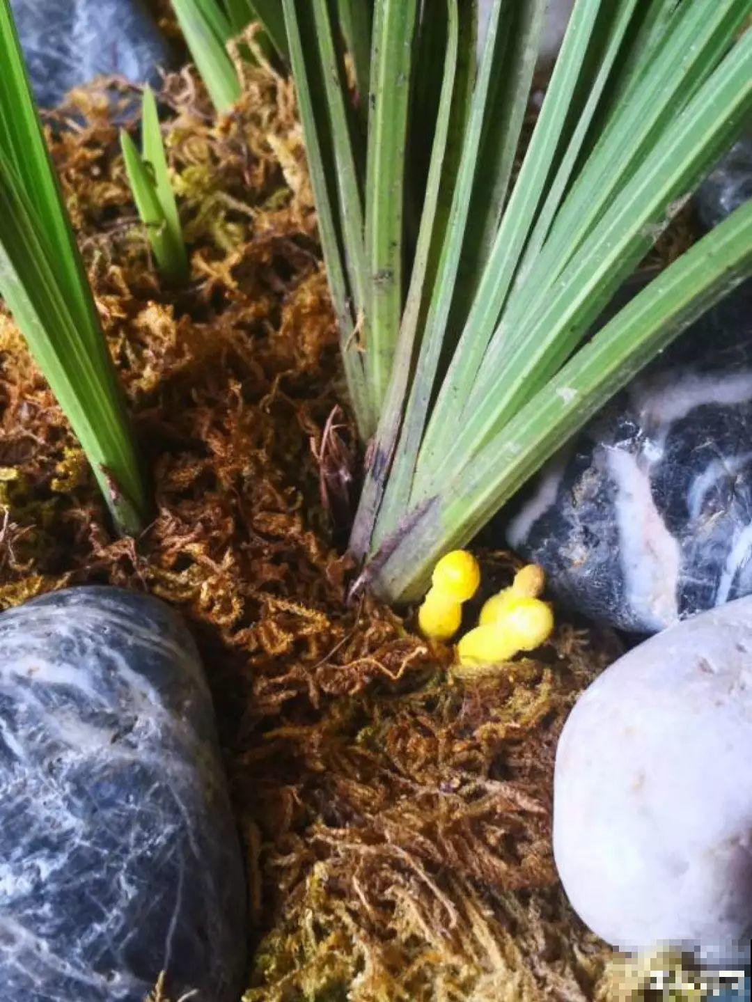 水培瓶里能养小鱼？别惊讶，还有养龙虾的呢！