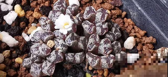 这6种多肉，刚买的时候丑的吓人，先别急着扔，越养越贵气！