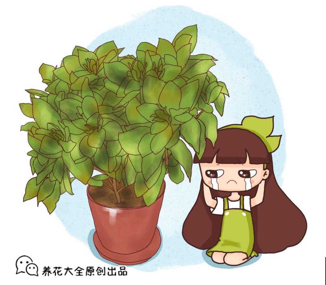常见的香水花，选对了品种可以当香水用，一举两得