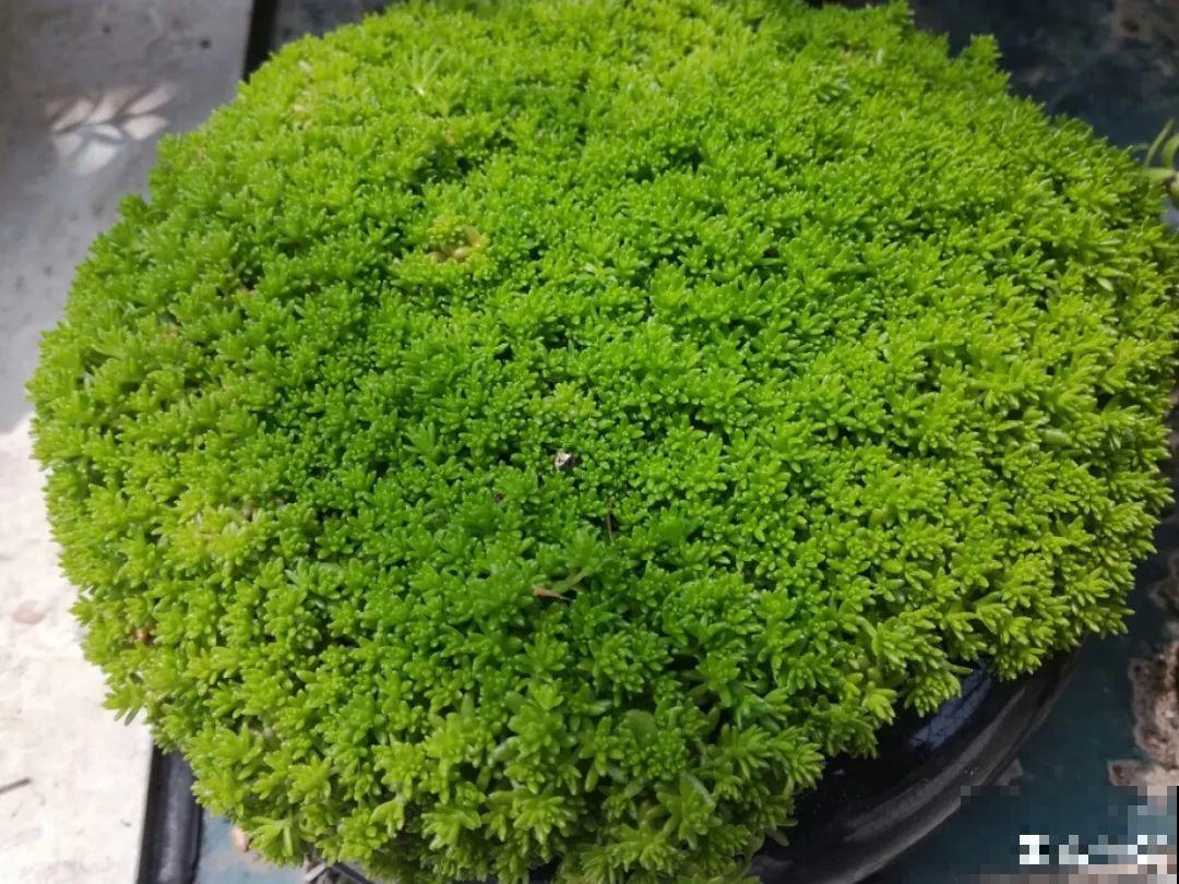 这花一定要慎养，到家就疯长，半年就想扔了！