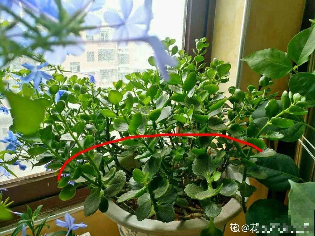 3种花别乱浇水，水越多越不开花，难怪这么多年不见一个花骨朵！
