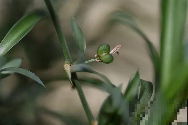 秋冬这花会结种，摘一把撒土里，呼呼长一片，能卖不少钱