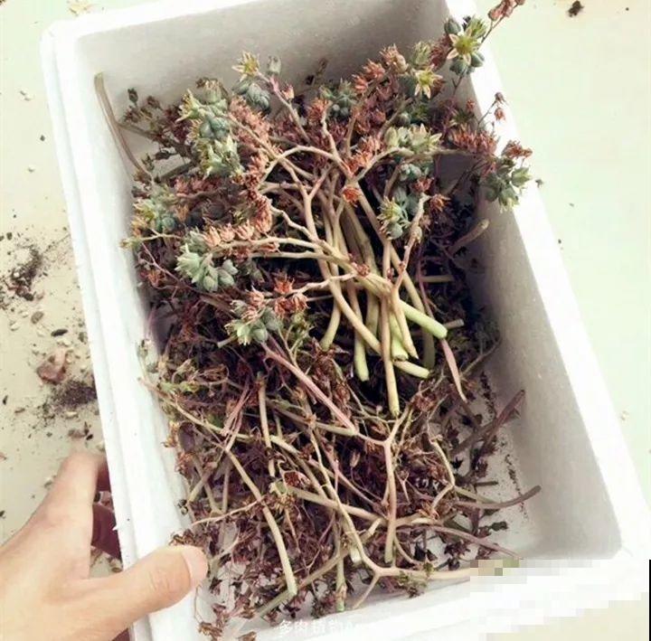 跟着他养多肉，年年不用买，结的种子撒土里就发芽！