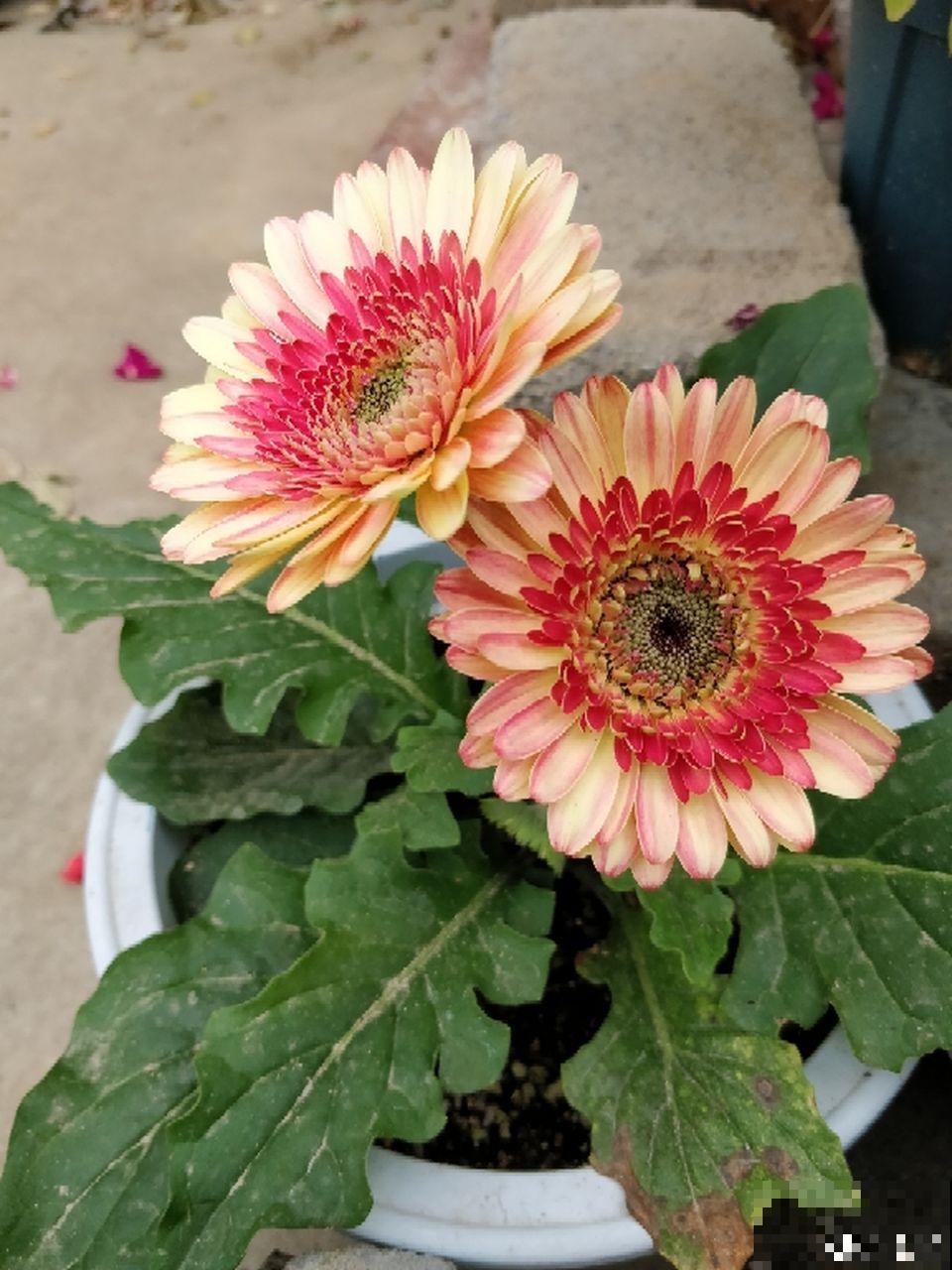 5种花别喷水，一喷叶子就发黄，小心3天掉成光杆！