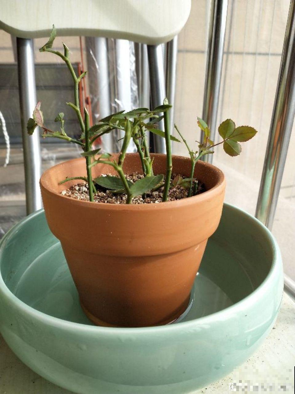 这花就得虐着养，套个袋子捂一捂，揭开立马冒花苞！