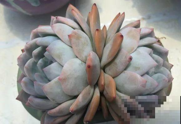 爱上多肉8年，她付出了所有，数量多到可以摆满整个天台！