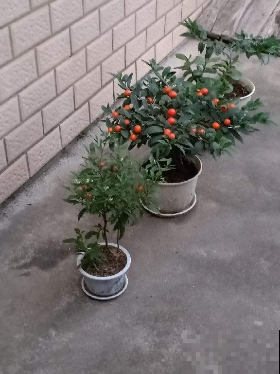 这花结出的果实像樱桃，实际上有毒，千万不要吃！