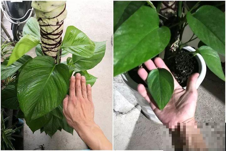 绿萝绑在柱子上，4个月蹿到2米高，一片叶子比脸大！