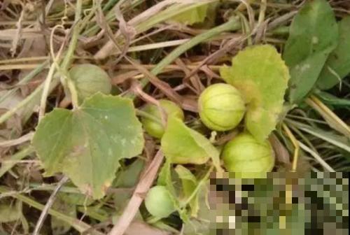 你吃过这种小圆瓜吗，野外满地都是，很多人小时候都吃过！