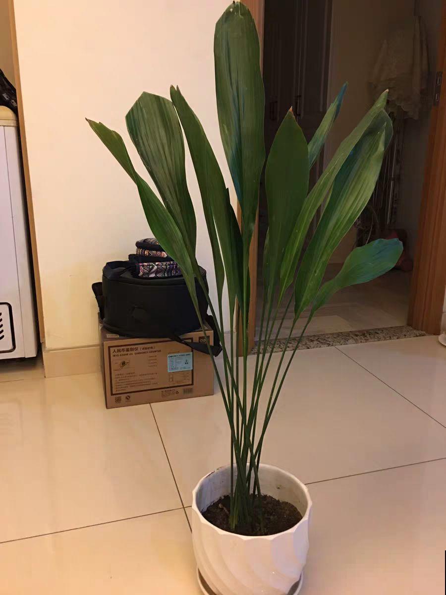 平时丑到没人看得花，一开花就惊艳，长得像只小蜘蛛！