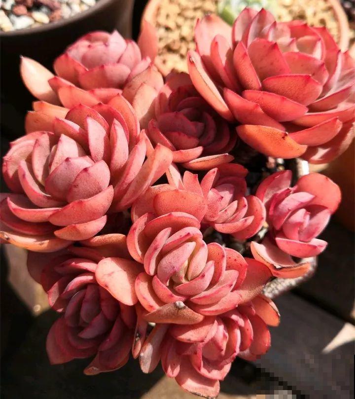 秋冬养了这种花，只要给它晒太阳，不用施肥都长胖！