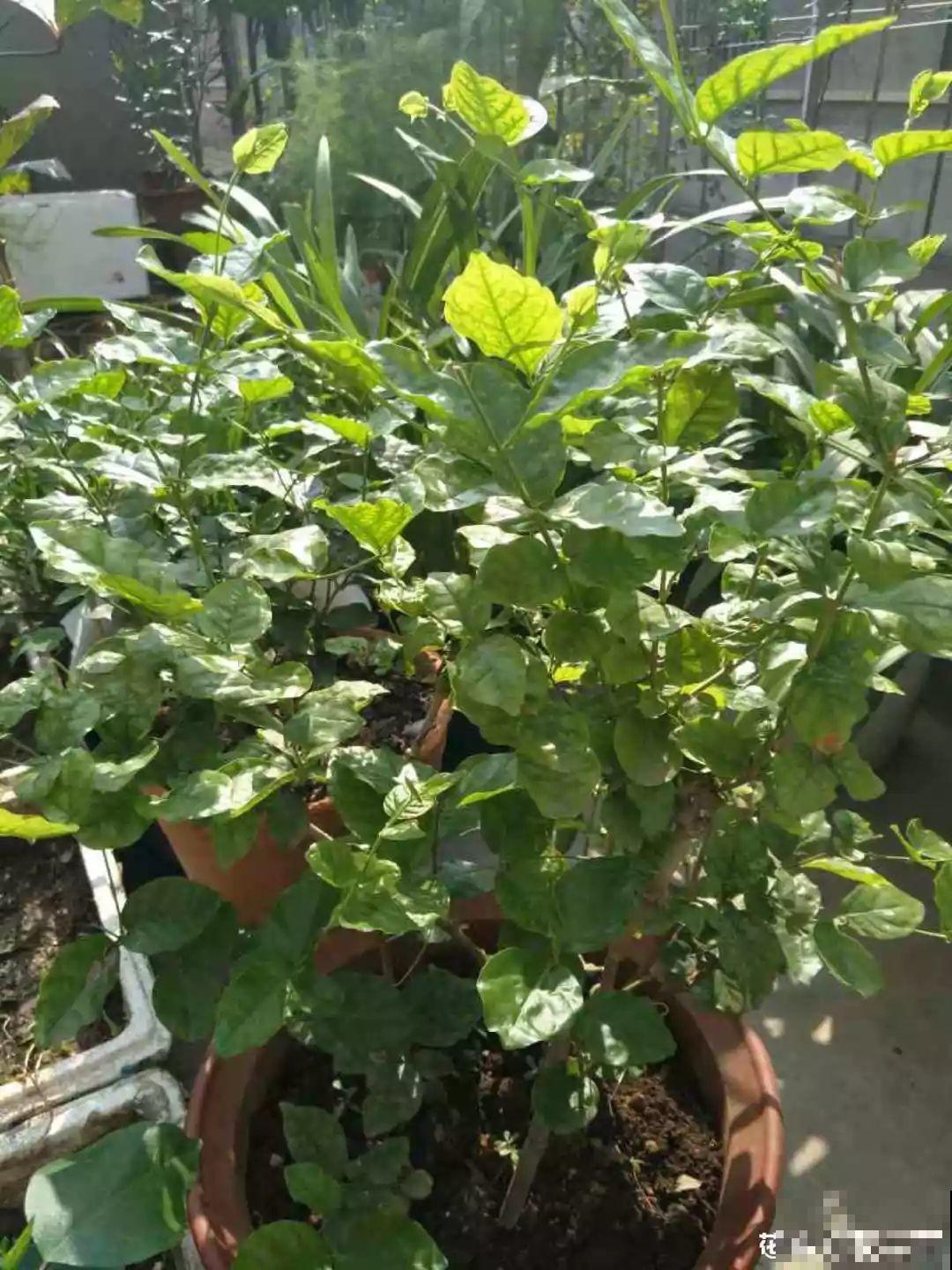 家里养茉莉，现在修剪施肥，就别指望安稳过冬了！