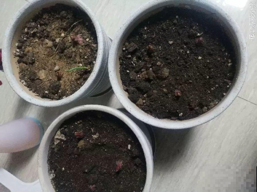 这花开败后，别着急剪叶子，小心明年不开花！