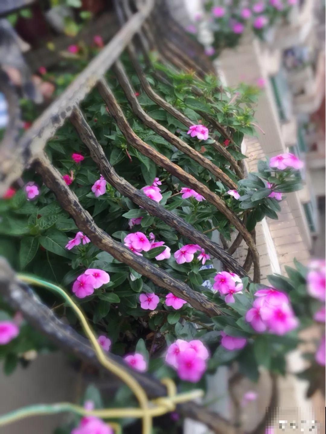 7种转运花，年底在家养一盆，开花就是好兆头！