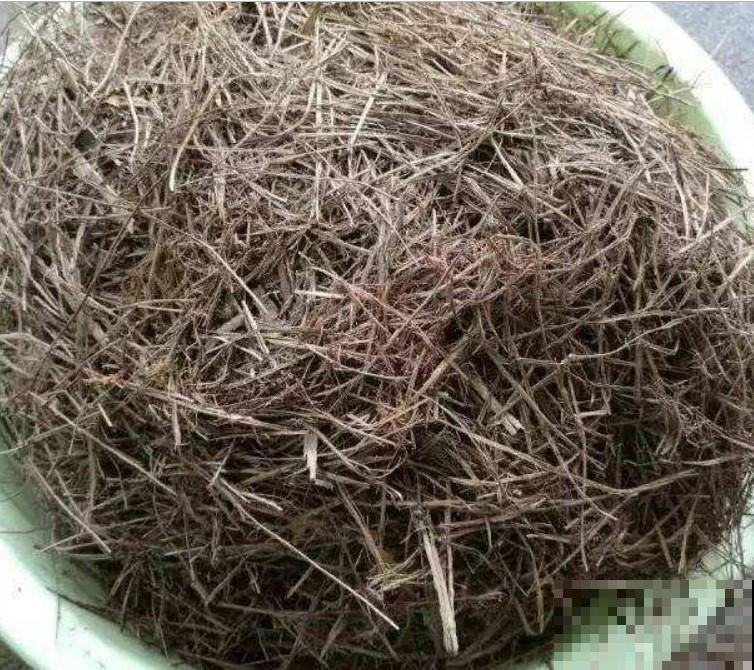 栀子花上加点松针，不到1个月，养的栀子花旺足了！
