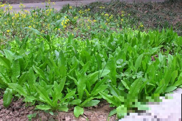 养护越冬蔬菜用这仨妙招，明年开春立马就能吃，柔嫩健康又省钱