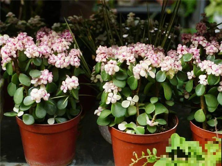 11月逛花市，这10种花还是别买了，养不活浪费钱！