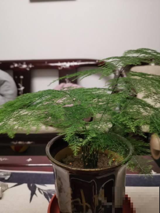 这花文雅高洁，叶子黄了太影响颜值了，这样解决