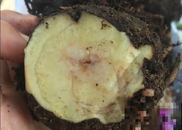 8种花秋冬要穷养，水一多就烂根，再不救只剩空盆！