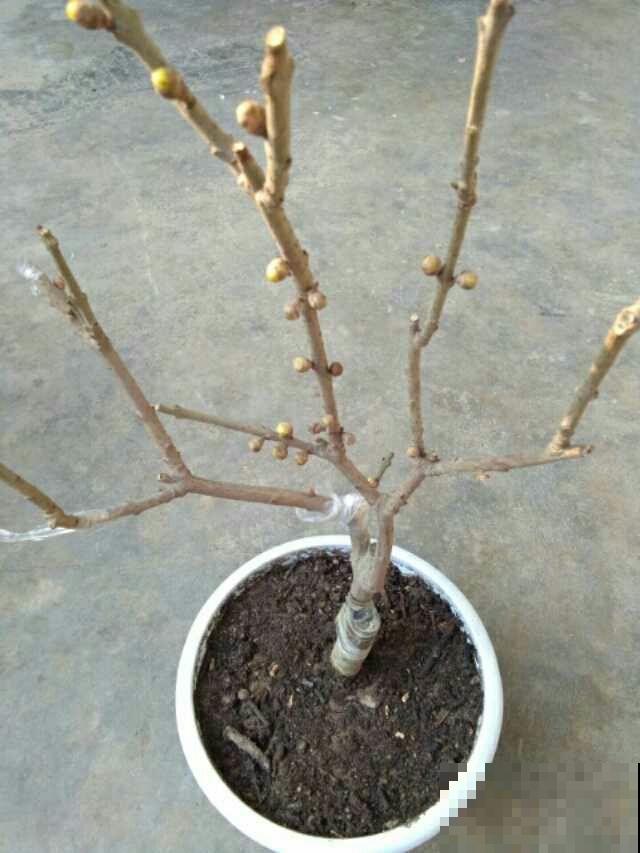 这花很好养，半月施1次肥，花期长达半年