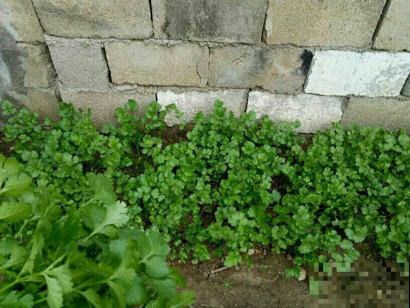 在家种香菜，香味奇特长得快，不出俩月就能吃上！