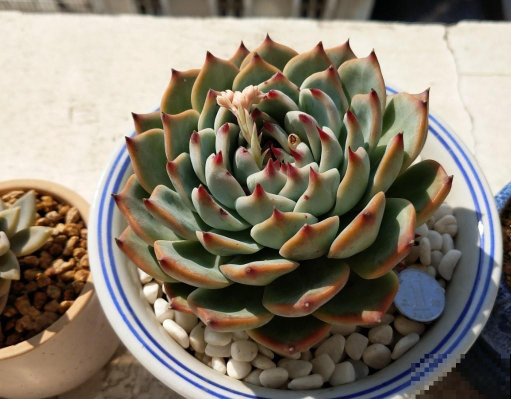 千万别养多肉，因为你养上多肉后，会开始嫌弃别的花卉！