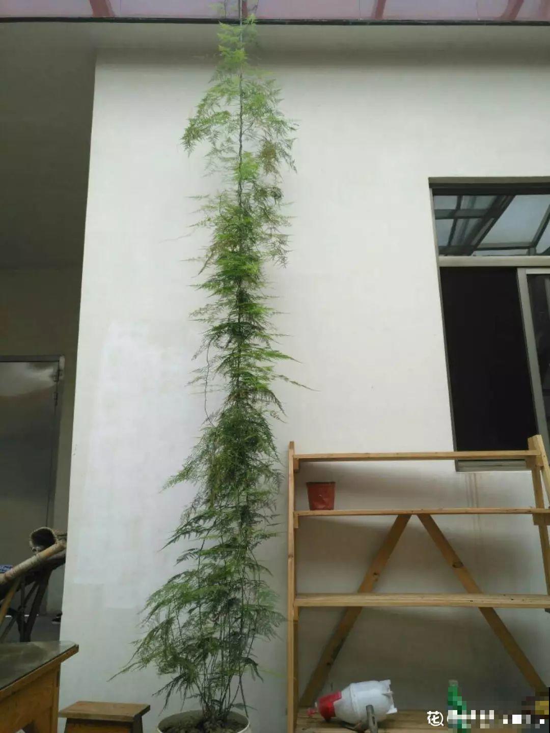 这4种花在他们手里，个个长成巨无霸，到底喂了啥好东西！