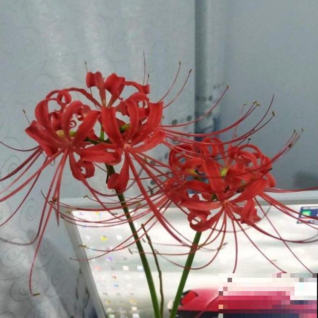 这花根茎像大蒜，开花却精巧华美像凤凰，现在正是结果期！