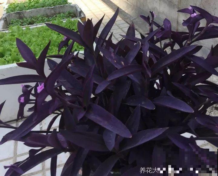 这花比绿萝好养，掐个枝栽哪都生根，随便养长一大片！