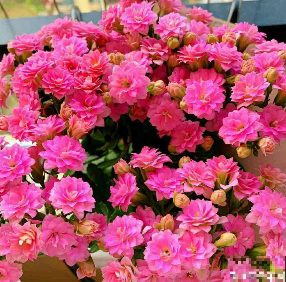 这花就得虐着养，套个袋子捂一捂，揭开立马冒花苞！