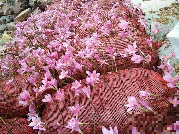 养这3种花真挣钱，今年种1棵，明年能收获一麻袋！