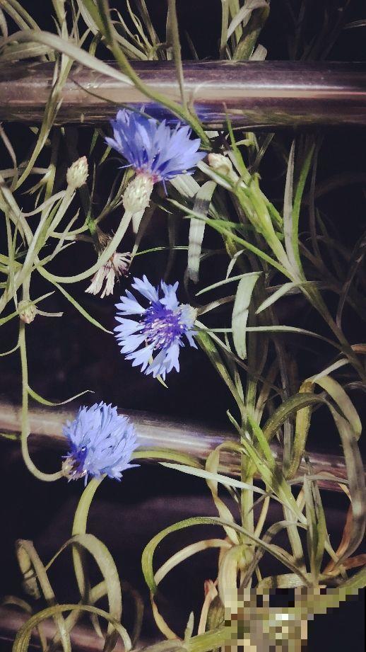 蓝色的菊花真好看，优雅大气，忍不住想养一盆！