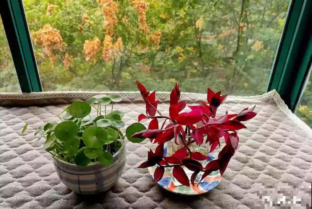 她的家里摆满了花，非但不乱还美得像花园，朋友来了不想走！