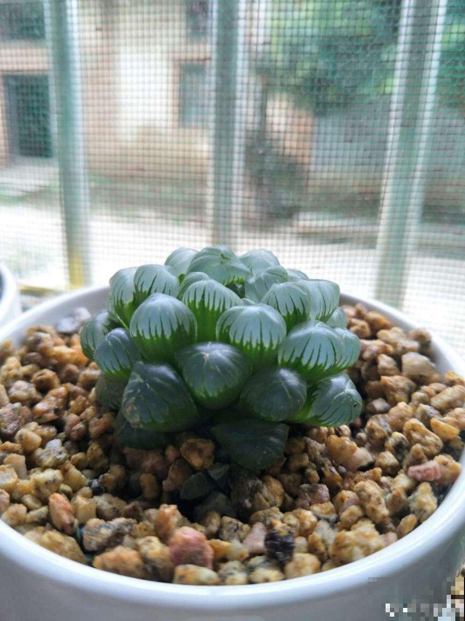 这花就得虐着养，套个袋子捂一捂，揭开立马冒花苞！