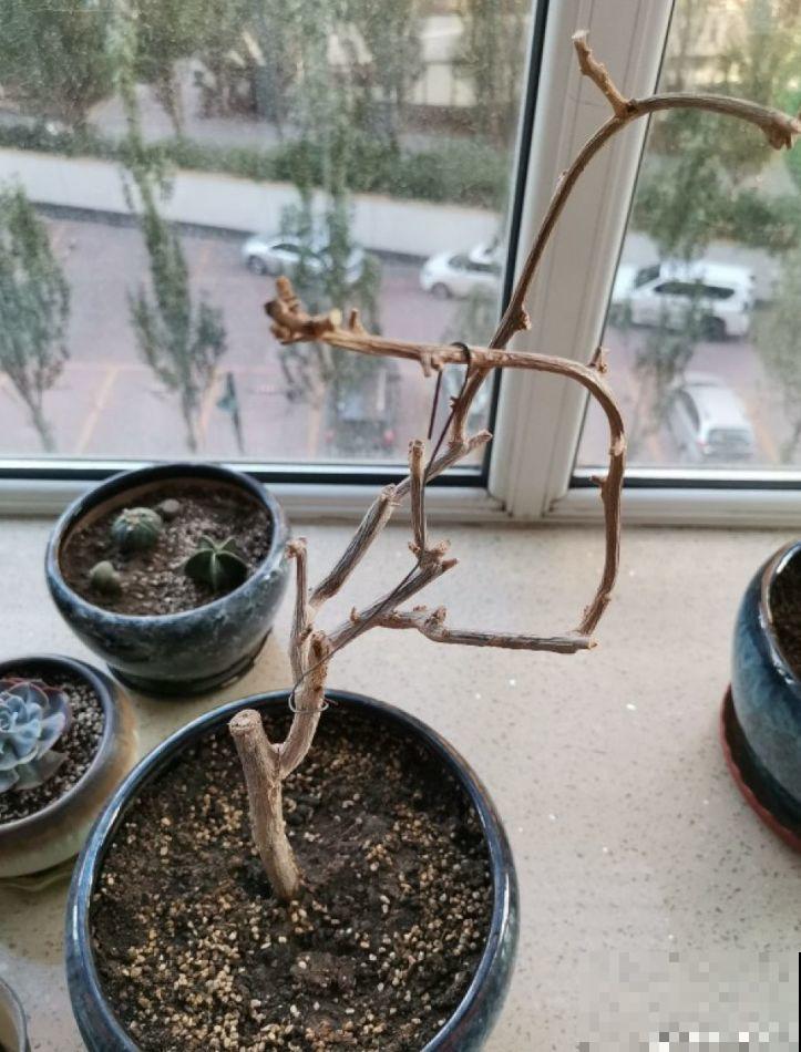 秋冬养花，这种水就别再浇了，不然叶子发黄还哗哗掉！