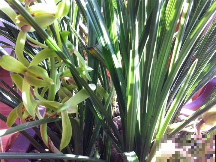 这花公认难养，冬天放外面冻20天，立马开花！