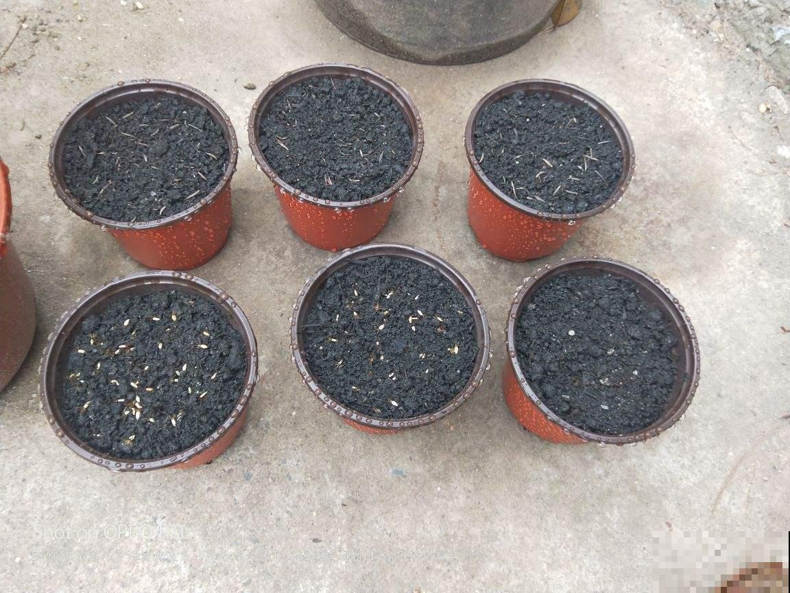 蓝色的菊花真好看，优雅大气，忍不住想养一盆！