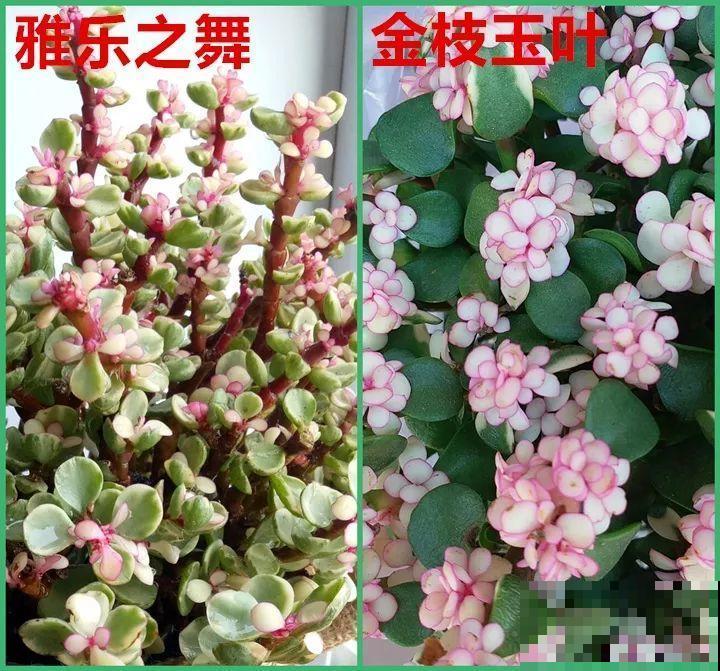 11月逛花市，这10种花还是别买了，养不活浪费钱！