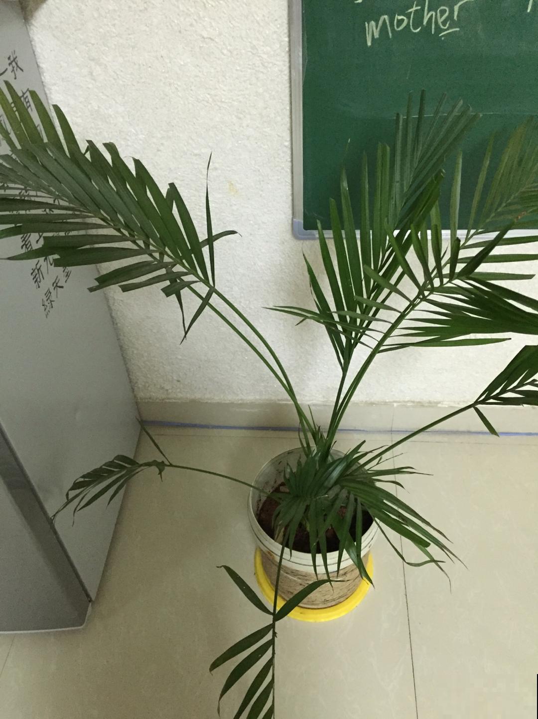 秋冬空气干燥灰尘多，在家养这几种植物，除尘除菌