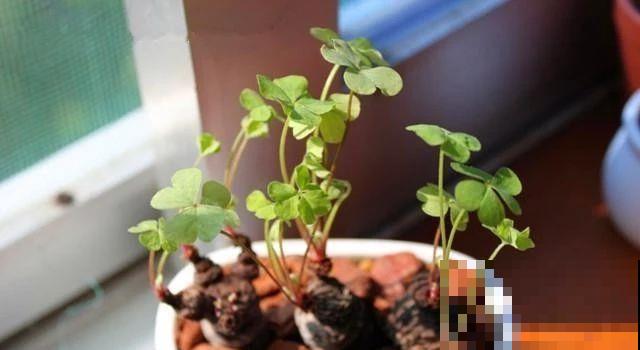 原来这种植物也能长成老桩盆景，只因为用了这一招，形态太奇特了