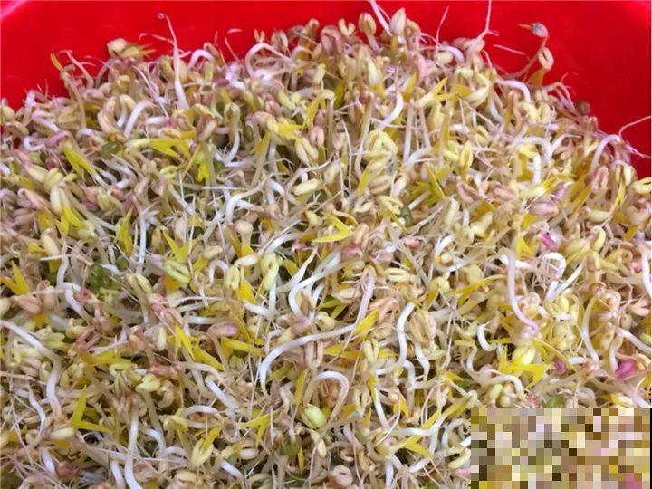 适合秋天种的15种蔬菜，泡沫箱里撒把籽，下个月就能吃！
