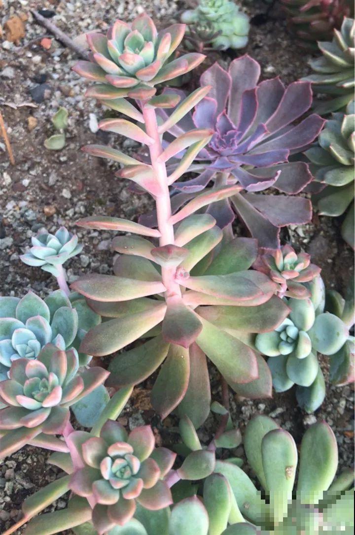 5种花不能长太高，越矮越值钱，一长高就得砍！