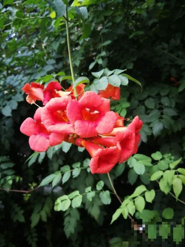 阳台上养这3种花，太热闹了，像花园