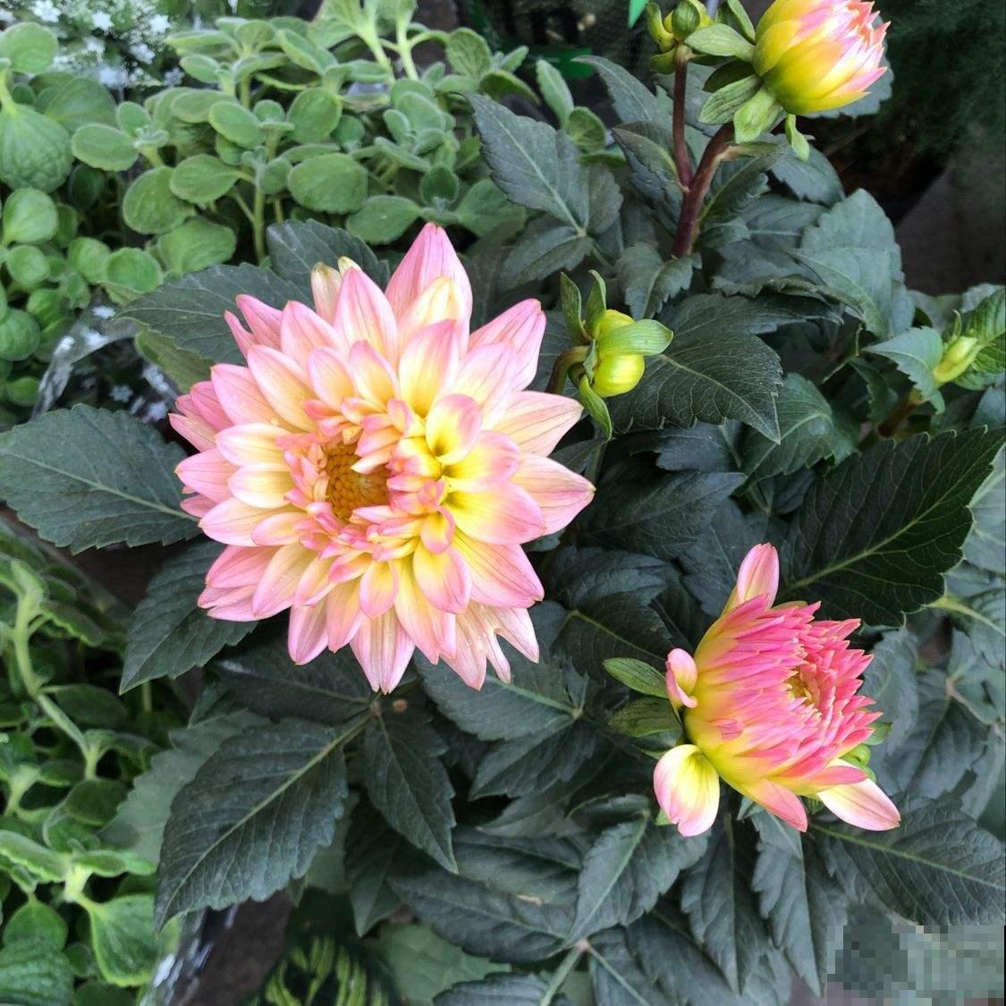这花太叛逆了，越冷开得越带劲，五颜六色迷了眼睛！